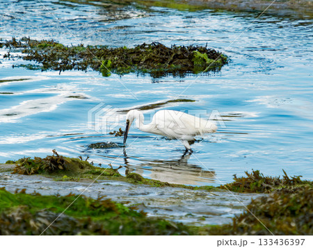 A white little egret stands in shallow blue water. In the background is a muddy bank covered in green algae. Ripples on the water reflect the sky. A white little egret stands in shallow blue water. In the background is a muddy bank covered in green algae. Ripples on the water reflect the sky. 133436397