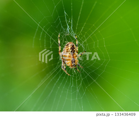 Garden spider hangs upside down in its web against a vibrant green background, waiting for prey during daylight hours. 133436409