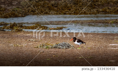 Eurasian oystercatcher walking on muddy ground near the water's edge looking for food. Eurasian oystercatcher walking on muddy ground near the water's edge looking for food. 133436410