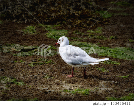 A white seagull with a red beak is standing on muddy ground covered in some green plants, looking to the left. The bird is in focus and brightly lit. A white seagull with a red beak is standing on muddy ground covered in some green plants, looking to the left. The bird is in focus and brightly lit. 133436411
