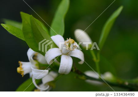 Captivating white citrus blossoms flourish against lush green foliage in a vibrant garden 133436490