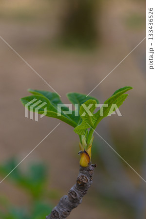 Fresh green fig leaves unfurling on a branch during spring in a quiet garden landscape Fresh green fig leaves unfurling on a branch during spring in a quiet garden landscape 133436526
