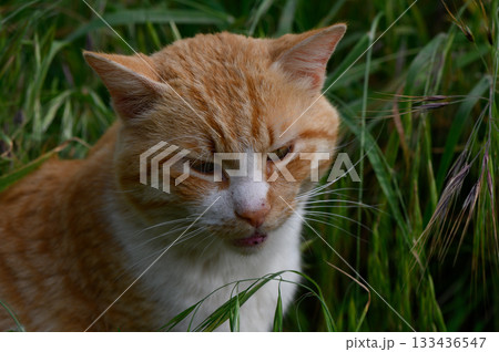 Orange tabby cat exploring lush greenery under soft sunlight in a serene garden setting Orange tabby cat exploring lush greenery under soft sunlight in a serene garden setting 133436547