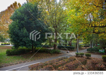 色づき始めた紅葉のある風景 船橋市 行田公園 色づき始めた紅葉のある風景 船橋市 行田公園 133436593