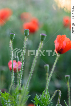 Vibrant red poppies dancing in the gentle breeze under the warm sunlight in a lush green field at dawn 133436629