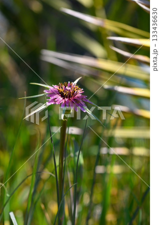 A vibrant bloom stands tall amidst lush green grasses in a sunlit meadow, capturing the essence of nature's beauty and tranquility 133436630