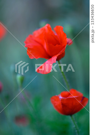 Vibrant red poppies bloom gracefully in a tranquil meadow during a serene spring afternoon 133436650