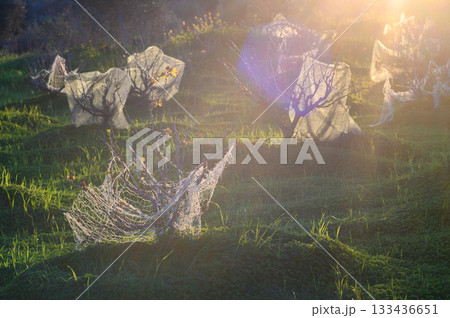 Mystical harvest in serene light with ghostly figures draped in netting under a golden sunrise in an open field 133436651