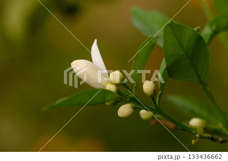 Delicate white flower blooming among vibrant green leaves in the warm glow of late spring 133436662