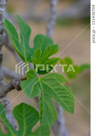 Lush green fig leaves glistening in sunlight during a warm afternoon in a serene garden setting 133436704