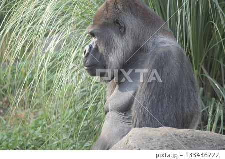 写真のモデルを務める優しいゴリラ 133436722