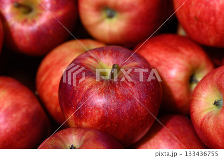 Freshly picked apples glistening under the sun at a local farmer's market during harvest season 133436755