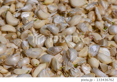 Garlic cloves ready for harvest in a sunny, rural field during the warm summer months, showcasing the beauty of natural produce cultivation Garlic cloves ready for harvest in a sunny, rural field during the warm summer months, showcasing the beauty of natural produce cultivation 133436762