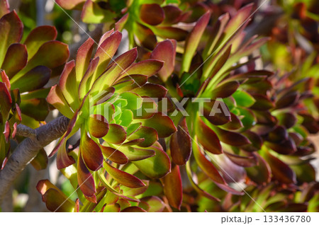 Vibrant succulent plants basking under the warm sunlight in a garden during the golden hour reveal nature's intricate beauty Vibrant succulent plants basking under the warm sunlight in a garden during the golden hour reveal nature's intricate beauty 133436780