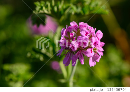 Bright pink blooms sway gently in the warm sunlight, revealing intricate details in a peaceful garden setting during mid-spring 133436794