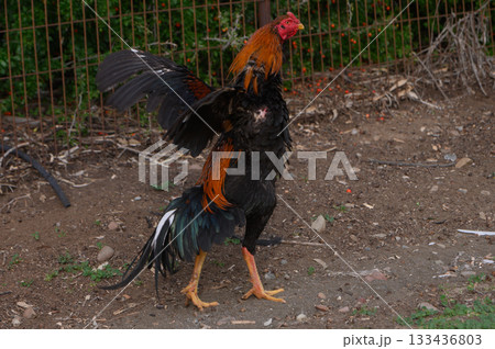 Majestic rooster displaying vibrant plumage in a rural farmyard under soft afternoon light Majestic rooster displaying vibrant plumage in a rural farmyard under soft afternoon light 133436803