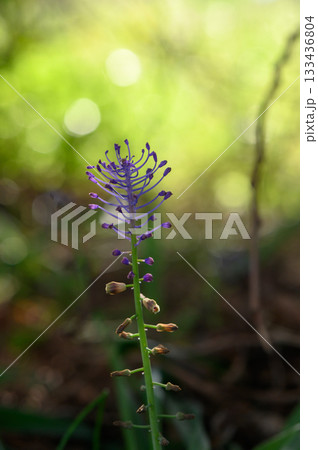 Vibrant purple wildflower blooms gracefully in a sunlit forest during springtime, showcasing nature's delicate artistry and beauty 133436804