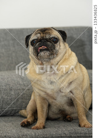 Proud pug lounging comfortably on a stylish gray couch in a cozy living room setting 133436825