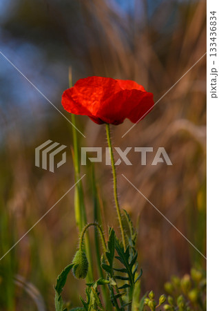 Vibrant red poppy standing tall against a blurred backdrop of golden grass at sunset 133436834