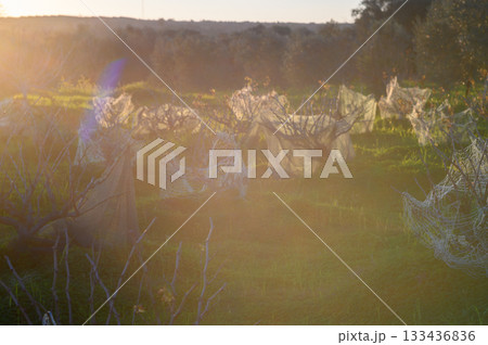 Harvesting olives in a serene landscape at sunset with nets protecting the trees from birds and debris 133436836