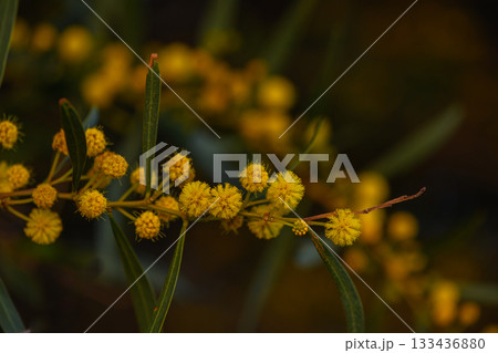 Bright yellow blossoms bloom vibrantly under the warm sun in a serene garden setting filled with lush greenery Bright yellow blossoms bloom vibrantly under the warm sun in a serene garden setting filled with lush greenery 133436880
