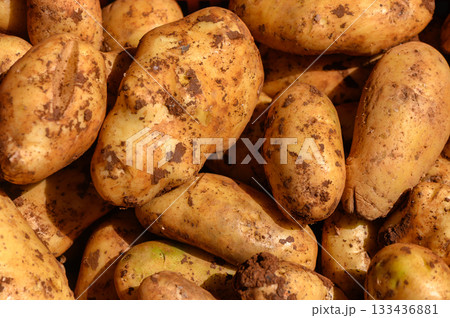 Freshly harvested potatoes resting on soil after a sunny day at the local farm during autumn's golden light Freshly harvested potatoes resting on soil after a sunny day at the local farm during autumn's golden light 133436881