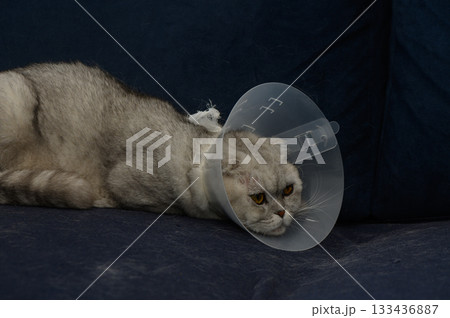 Cat wearing a cone relaxes on a couch in a cozy living room during the afternoon Cat wearing a cone relaxes on a couch in a cozy living room during the afternoon 133436887