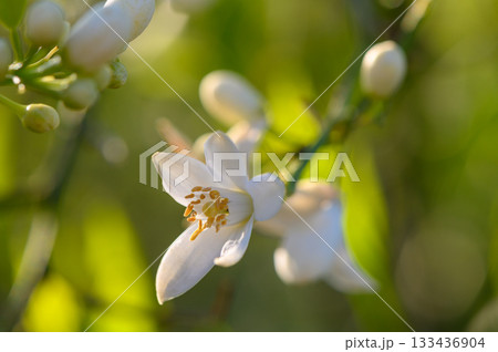Delicate white flowers blooming in a sunlit garden during early spring days Delicate white flowers blooming in a sunlit garden during early spring days 133436904