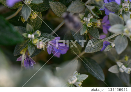 Vibrant purple blossoms peek through lush green foliage in a sunlit garden setting during spring Vibrant purple blossoms peek through lush green foliage in a sunlit garden setting during spring 133436931