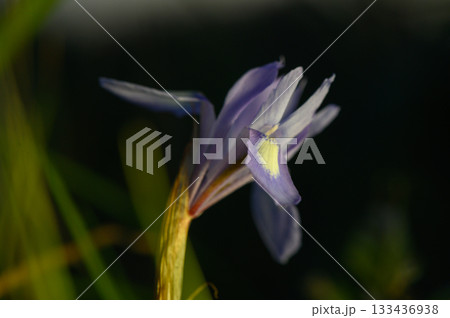 Delicate blue flower unfurls its petals in the soft morning light of a serene garden 133436938