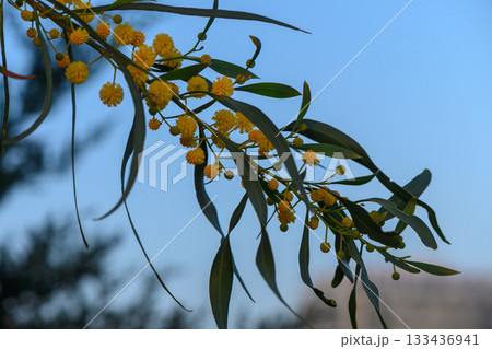 Delicate yellow blooms hanging from graceful green branches under a serene blue sky at twilight in a tranquil garden setting 133436941