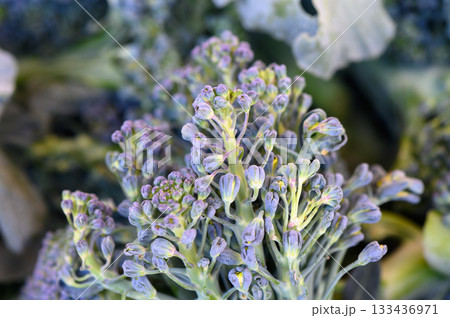 Vibrant broccoli sprouts create a colorful display in a bustling farmer's market just before sunset Vibrant broccoli sprouts create a colorful display in a bustling farmer's market just before sunset 133436971
