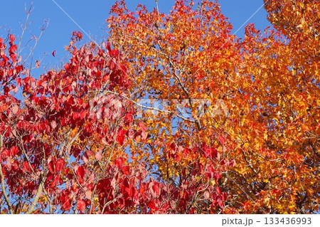 青空と真っ赤に色づいた紅葉 133436993