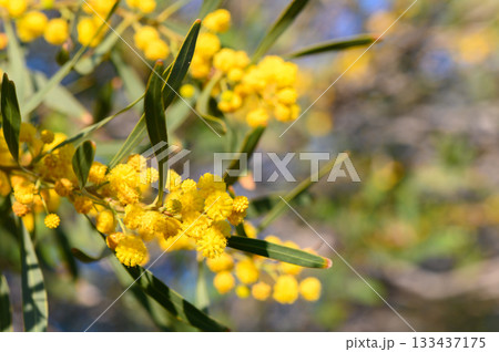 Vibrant yellow blossoms adorn branches in a sunny garden during springtime, celebrating nature's beauty and renewal 133437175