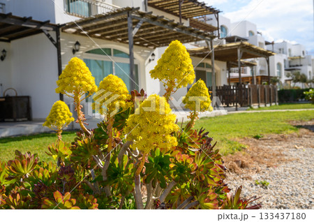 Bright yellow blooms adorn a tranquil garden near white adobe villas basking in gentle sunlight on a serene afternoon 133437180