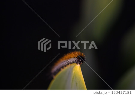Delicate caterpillar gracefully navigates the edge of a leaf in a lush tropical setting during twilight hours 133437181