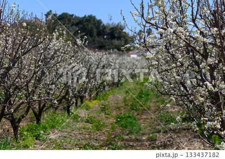 Blossoming orchard under a clear blue sky invites nature lovers to explore its vibrant beauty 133437182