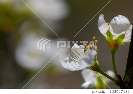 Blossoming cherry tree in soft sunlight brings tranquility to a spring afternoon 133437185