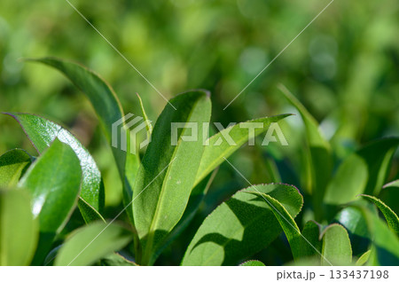 Lush green tea leaves glisten in the sunlight during a serene afternoon in a tranquil garden setting Lush green tea leaves glisten in the sunlight during a serene afternoon in a tranquil garden setting 133437198