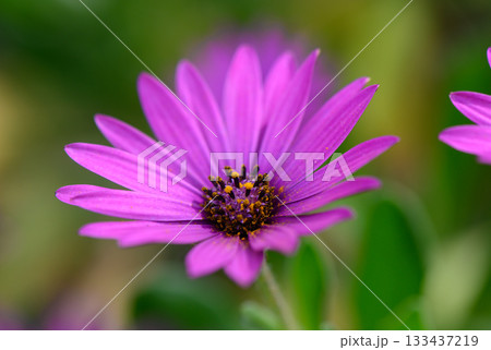 Vibrant purple flower blooms gracefully under a warm, sunny sky in a lush garden setting, showcasing nature's beauty and tranquility 133437219