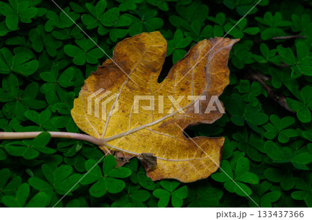 Golden leaf on vibrant green ground creates a striking contrast in nature's canvas during autumn Golden leaf on vibrant green ground creates a striking contrast in nature's canvas during autumn 133437366