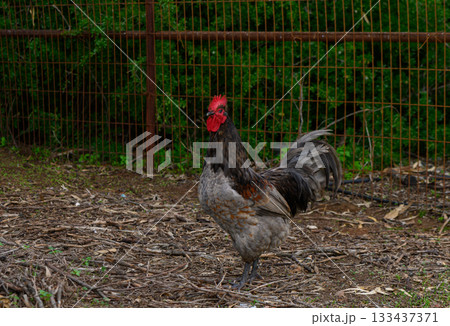 Rooster strutting confidently in a serene farmyard setting at dusk 133437371
