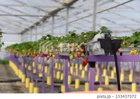 Vibrant strawberry plants thriving in a modern greenhouse cultivation setup Vibrant strawberry plants thriving in a modern greenhouse cultivation setup 133437372