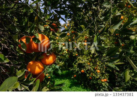 Vibrant orange grove during the golden hour of late afternoon in a serene agricultural landscape 133437381