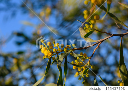 Bright yellow blossoms burst against a clear blue sky in a vibrant display of springtime beauty and nature's artistry 133437398