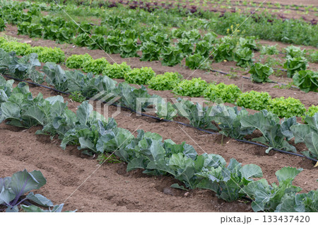 Rows of vibrant greens flourish in a sunlit field under a clear blue sky during a vibrant growing season Rows of vibrant greens flourish in a sunlit field under a clear blue sky during a vibrant growing season 133437420