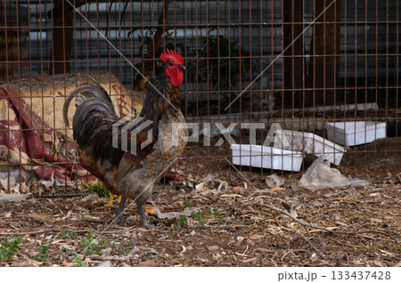 Colorful rooster exploring its surroundings at a rustic farmyard in the early morning light, showcasing vibrant plumage and lively personality 133437428