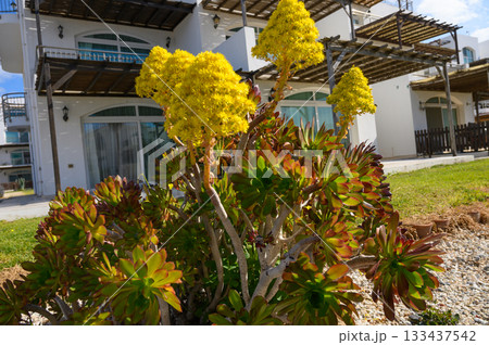 Bright yellow flowers bloom atop succulent plants near modern architecture in a serene garden setting Bright yellow flowers bloom atop succulent plants near modern architecture in a serene garden setting 133437542