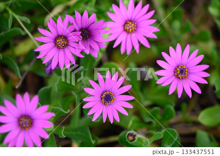 Vibrant purple flowers blooming in a lush garden under bright sunlight in the heart of spring 133437551