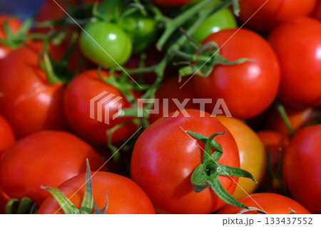 Freshly harvested tomatoes glistening in the sunlight at the farmer's market during summer Freshly harvested tomatoes glistening in the sunlight at the farmer's market during summer 133437552